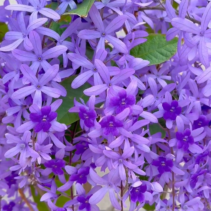 💙🩵Blue Flower Vine - Dreamy Blue and Purple Waterfall