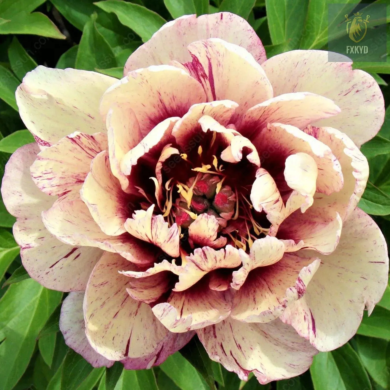 🌸 Rare Climbing Peony Bulbs🪴Big Full Blooms, Cold Hardy Perennial, Easy to Grow Garden Favorite