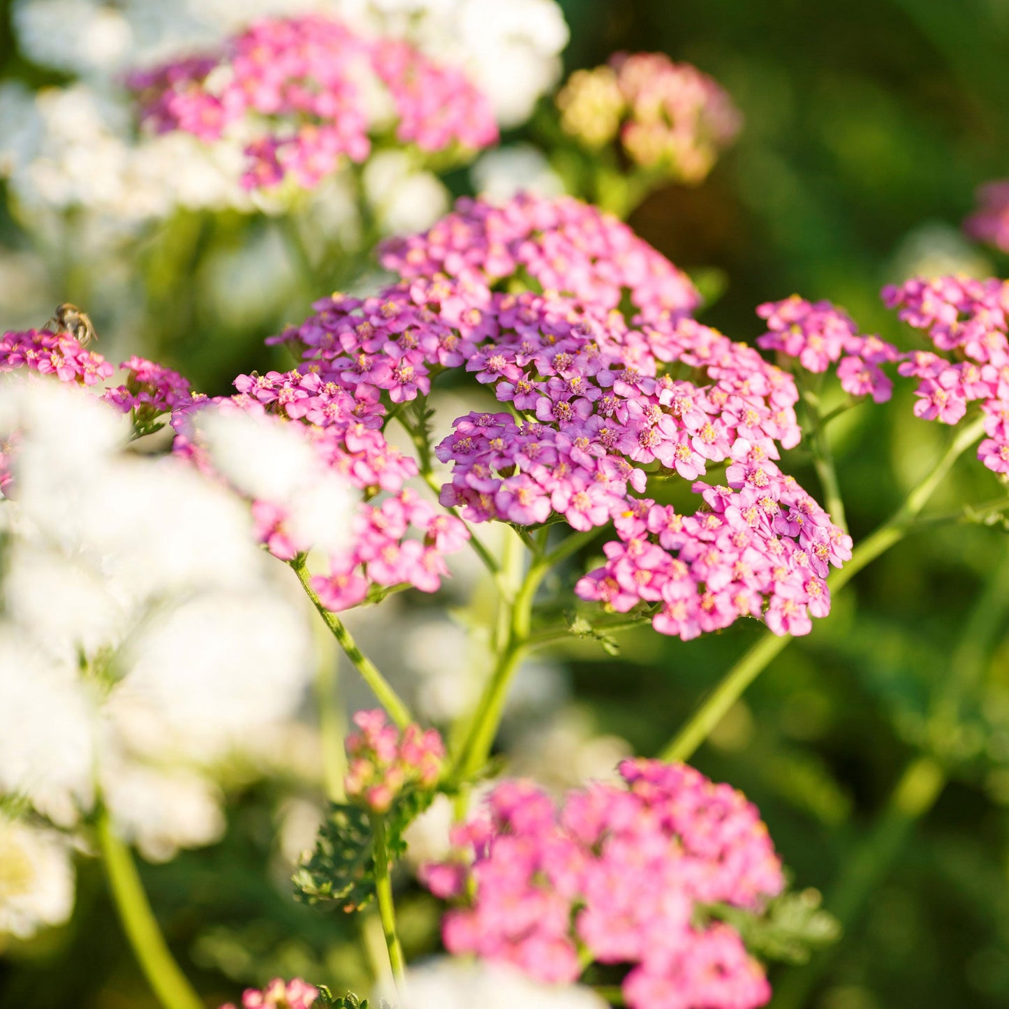 Yarrow Seeds - Colorado Mix