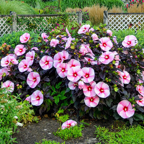 Sweet & Sultry Hibiscus Collection