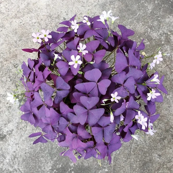 🔥Oxalis Triangularis Purple Shamrock Good Luck Plant Blubs