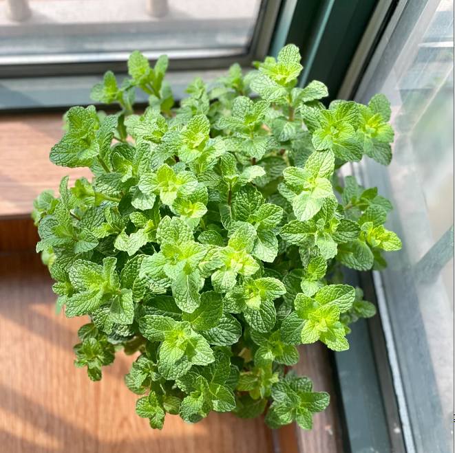 Potted Mint Seeds