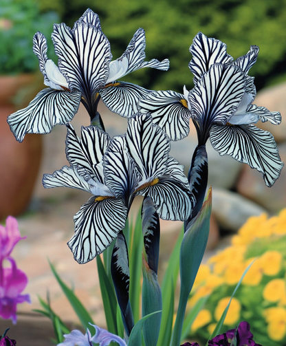 Zebra Stripes Iris Seeds
