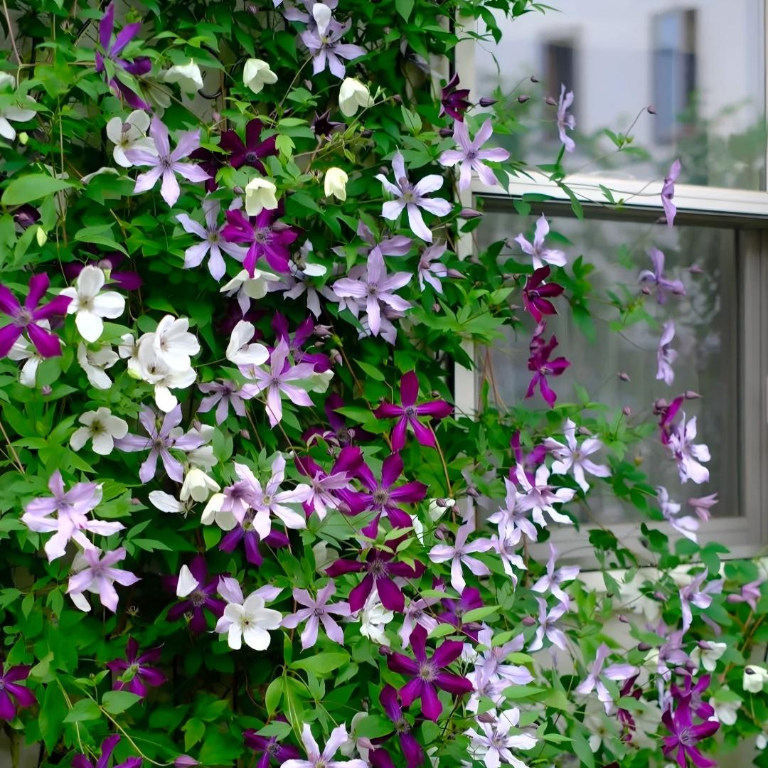 Clematis Seeds-The Queen of Climbing Vines