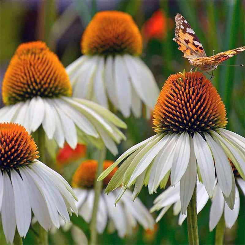 Coneflower Seeds (Echinacea)