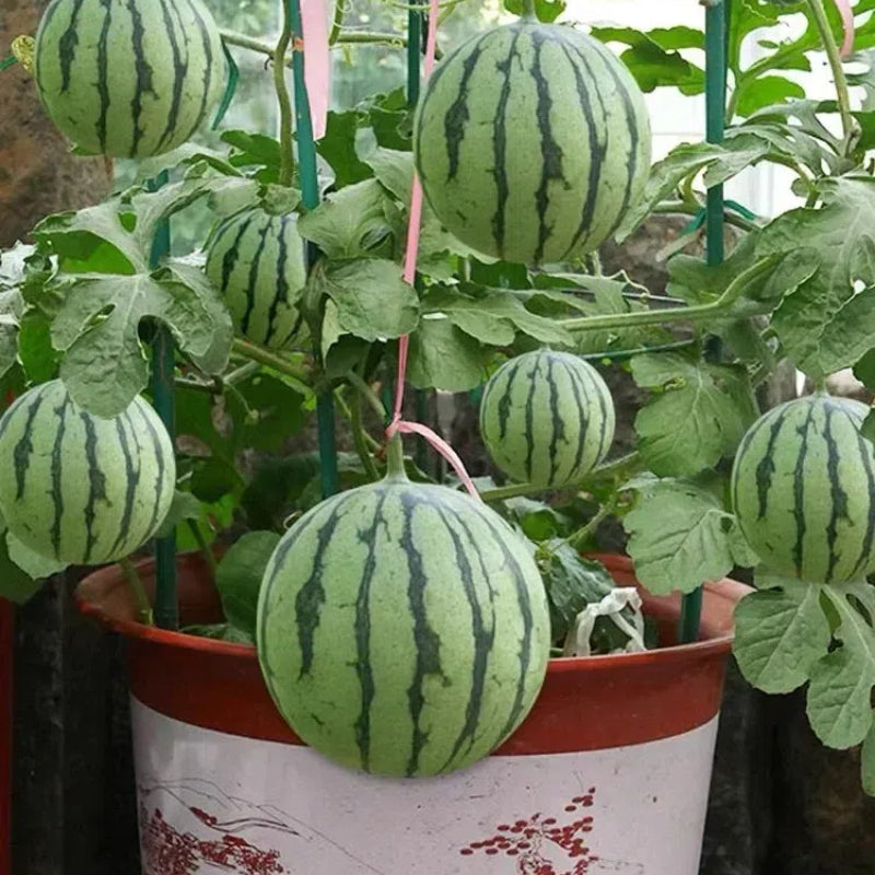 Potted Watermelon Seeds