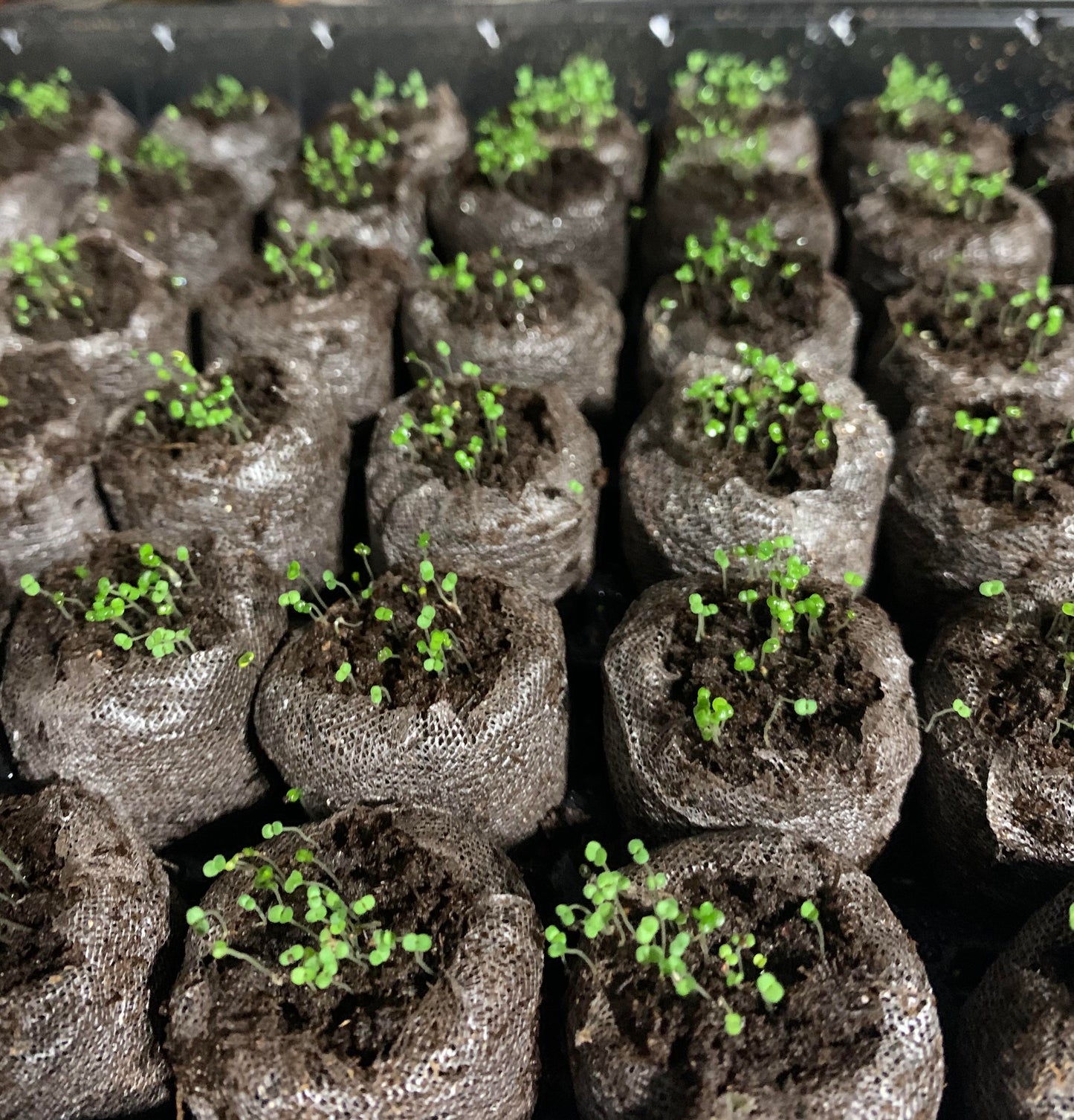 Creeping Thyme Homegrown Seeds🌱Easy to Plant and Grow Non-GMO Perennial Flower Premium Seeds🌺