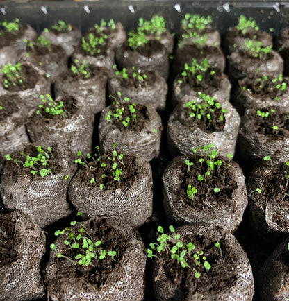 Creeping Thyme Homegrown Seeds🌱Easy to Plant and Grow Non-GMO Perennial Flower Premium Seeds🌺
