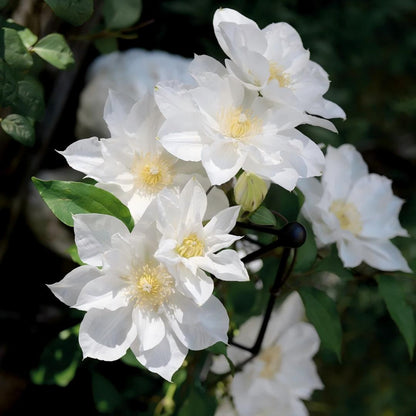 Clematis Seeds-The Queen of Climbing Vines
