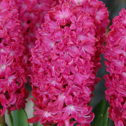 💜Hyacinth Bulbs – Fragrance You Can Grow