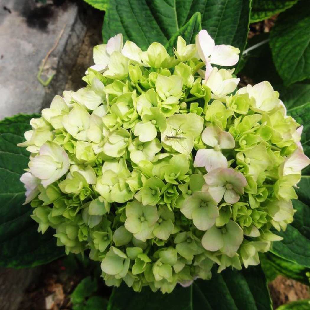 Hydrangea Seed: Unlock Nature's Beauty