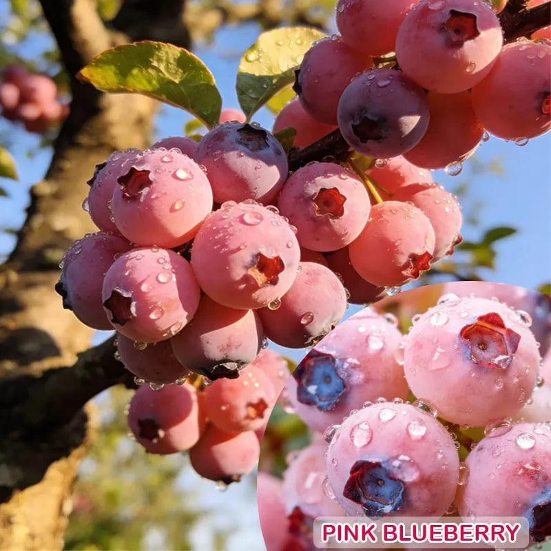 🔥 Rare Pink Blueberry (Potted plant)
