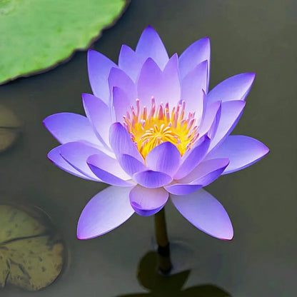 🌸LAST DAY Promotion 35% OFF🌸 Hydroponic Lotus 🌸 | Fresh, Simple & Beautiful(🌱Survival Guaranteed: Free Replacements🌿)