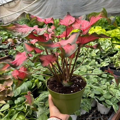 Premium Pink Caladium Bulbs – Easy Grow Indoor/Outdoor