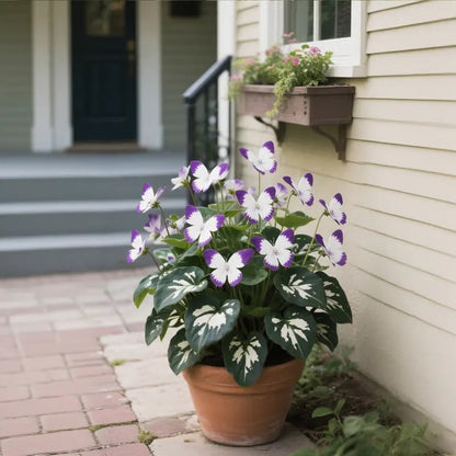 🏆 50K+ SOLD! 🦋🌹 Moonlight Butterfly Flower Seeds – Fall & Winter Planting, Perennial Blooms & Stunning Garden Elegance 🍂
