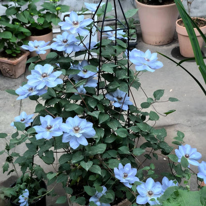 Clematis Seeds-The Queen of Climbing Vines