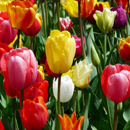 Tulip Bulbs 🌷 Long-Lasting Blooms | Easy Care