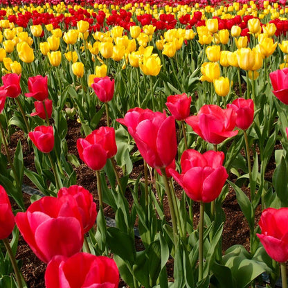 Tulip Bulbs 🌷 Long-Lasting Blooms | Easy Care