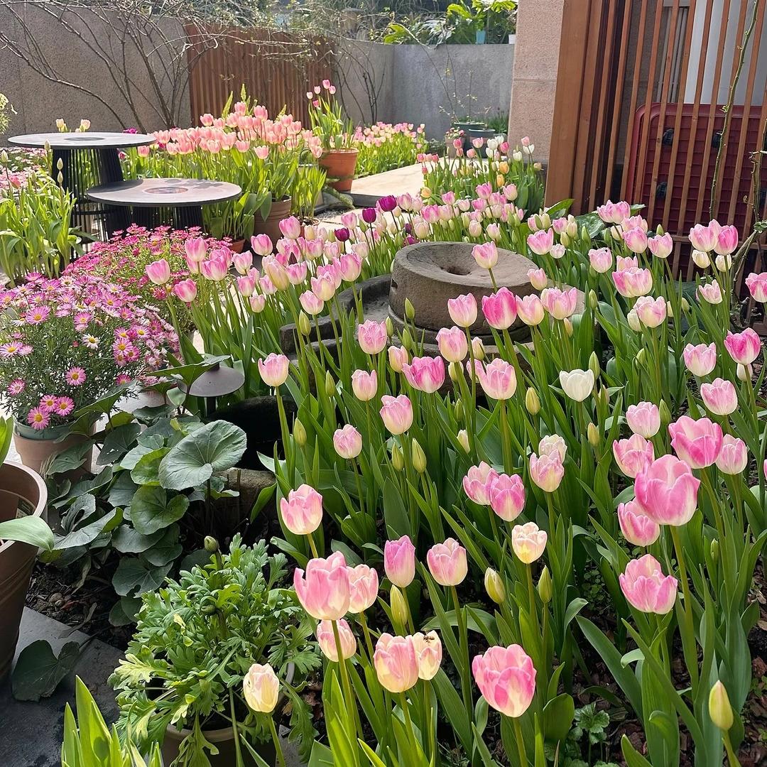 Tulip Bulbs 🌷 Long-Lasting Blooms | Easy Care