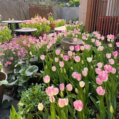 Tulip Bulbs 🌷 Long-Lasting Blooms | Easy Care