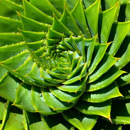 Spiral Aloe Drought Tolerant Edible