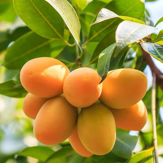 🥭Extra-Sweet Superior Pink Mango for Plant