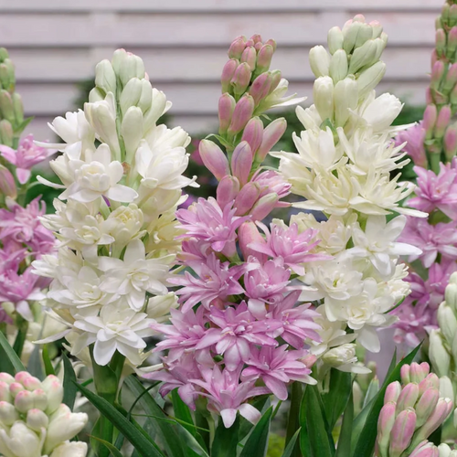 🌺Double Tuberose Bulbs-Heavenly Fragrance • Elegant Double Blooms