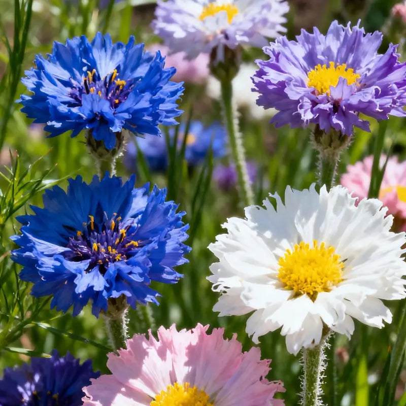 🌼 Cornflower Seeds – Grow Elegant Wildflowers with Stunning Blue Blooms