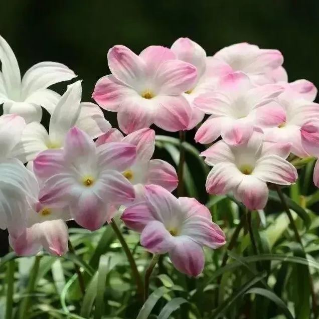 Rain Orchid Bulbs-Blooms once the next rain falls