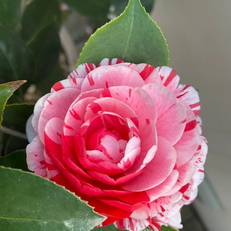 Five-color Red Camellia