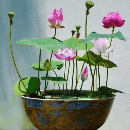 The Sacred Bonsai Lotus Flower