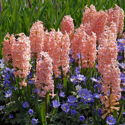 💜Hyacinth Bulbs – Fragrance You Can Grow