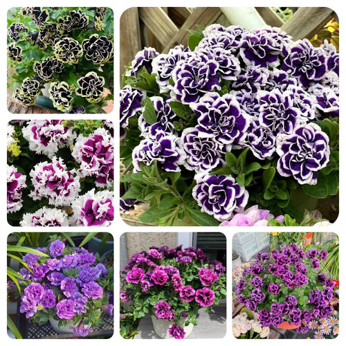 🌸Rare Double Petunia Seeds