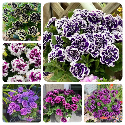 🌸Rare Double Petunia Seeds