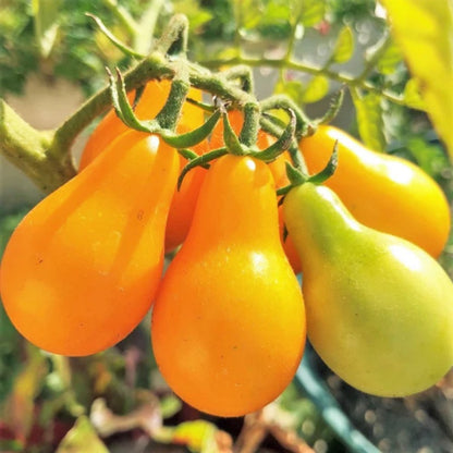 🔥50% off🔥-Yellow Pear Tomato Seeds