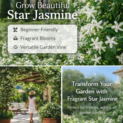 🌿Star Jasmine Seeds – Fragrant, Fast-Growing & Garden-Ready