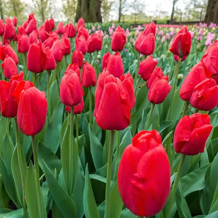 Tulip Bulbs 🌷 Long-Lasting Blooms | Easy Care