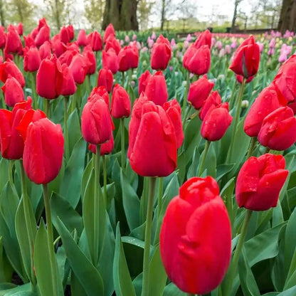 Tulip Bulbs 🌷 Long-Lasting Blooms | Easy Care