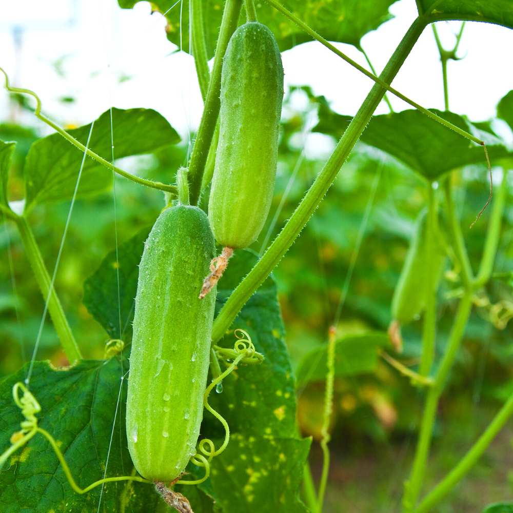 Fruit Cucumber Seeds