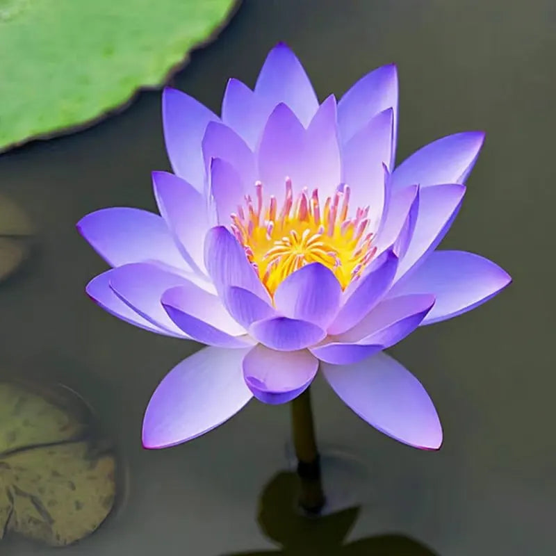 💧 The Sacred Bonsai Bowl Lotus Flower