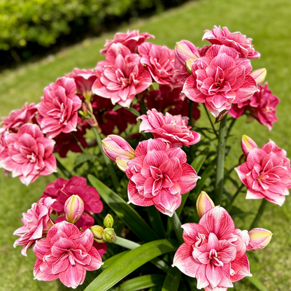🌺Double Perfume Amaryllis Bulbs—Blooming In 40 Days