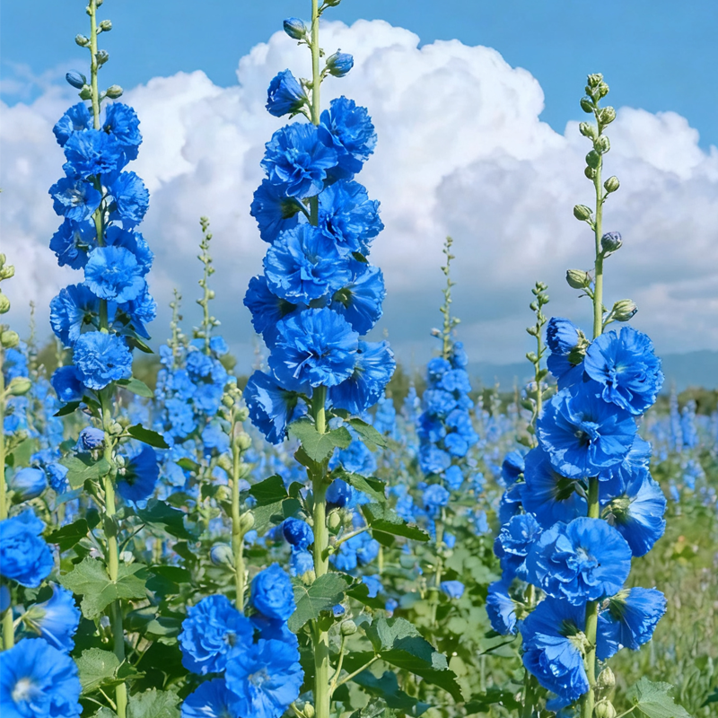 🌈Rare Rainbow Hollyhock — The Most Magical Flower of 2026