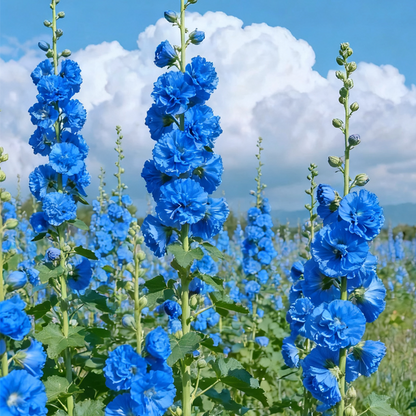 🌈Rare Rainbow Hollyhock — The Most Magical Flower of 2026