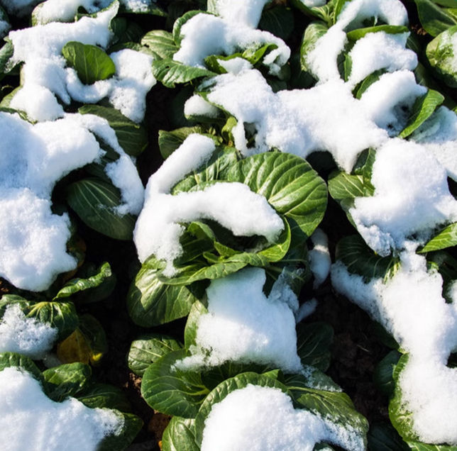 Black-leaf Bok Choy Seeds