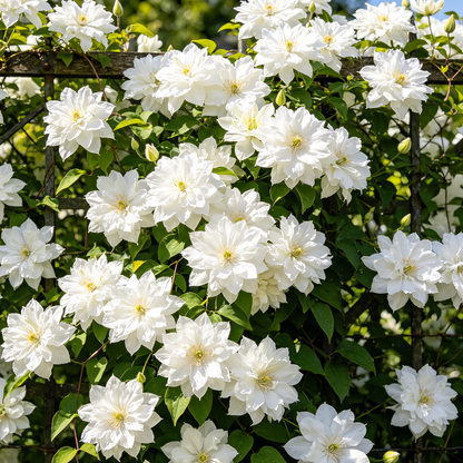 🌸Double Clematis Seeds—Queen of Vines