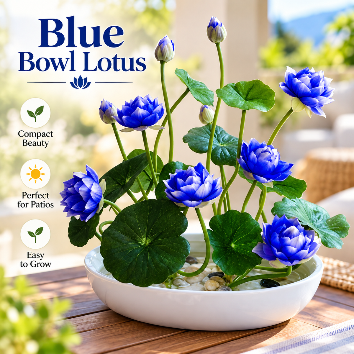 🪷Water lily - The Sacred Bonsai Lotus Flower