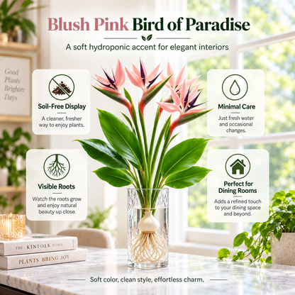 🕊️Hydroponic bird of paradise, from bulb to flowering, is incredibly therapeutic.