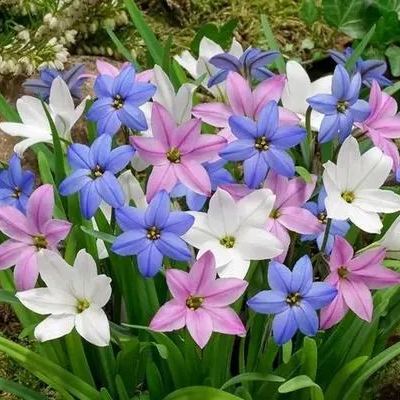 Rain Orchid Bulbs-Blooms once the next rain falls