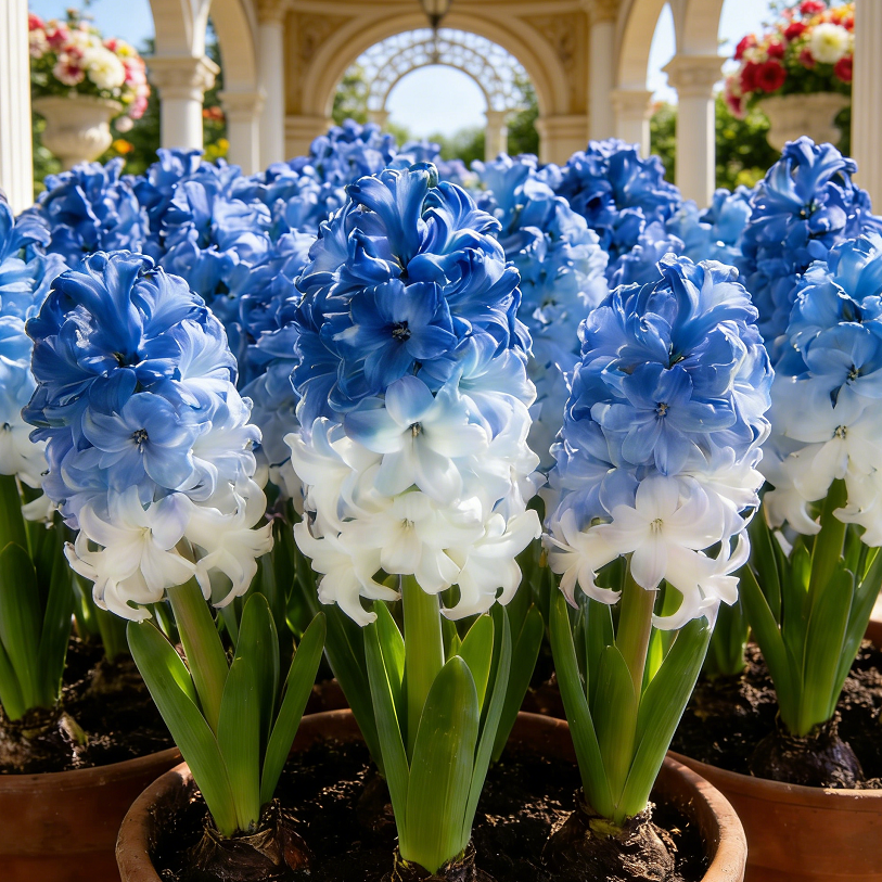 💐Bi-Color Mutation Hyacinth Bulbs