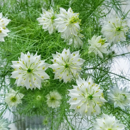 💚Green Nigella